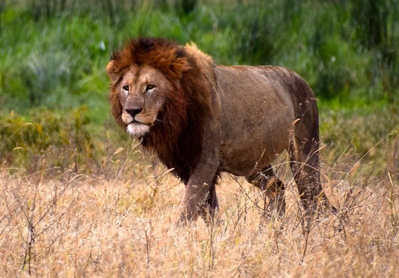 A male lion on the move at Serengeti National Park Tanzania Africa