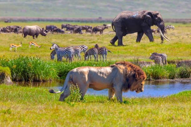A Rhino, two spring boss. a herd of wildebeest, an Elephant, a dazzle of zebras and a male lion at Serengeti National Park Tanzania Africa