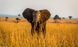 An Elephant at the savannah of Murchison Falls National Park Uganda