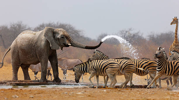 An elephant showing it's kindness by helping the Zebras get a shower at Etosha National Park Namibia. 