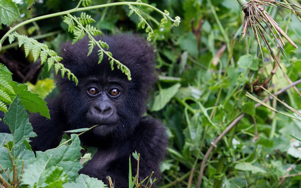 An-infant-baby-Gorilla-at-Bwindi-Impenetrable-National-Park-Uganda.
