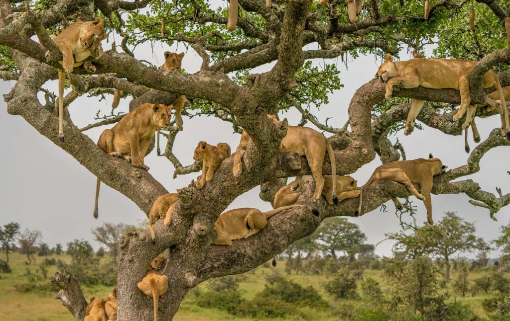 A pride of lioness up on branches of a fig tree at Lake Manyara-national park Tanzania Africa