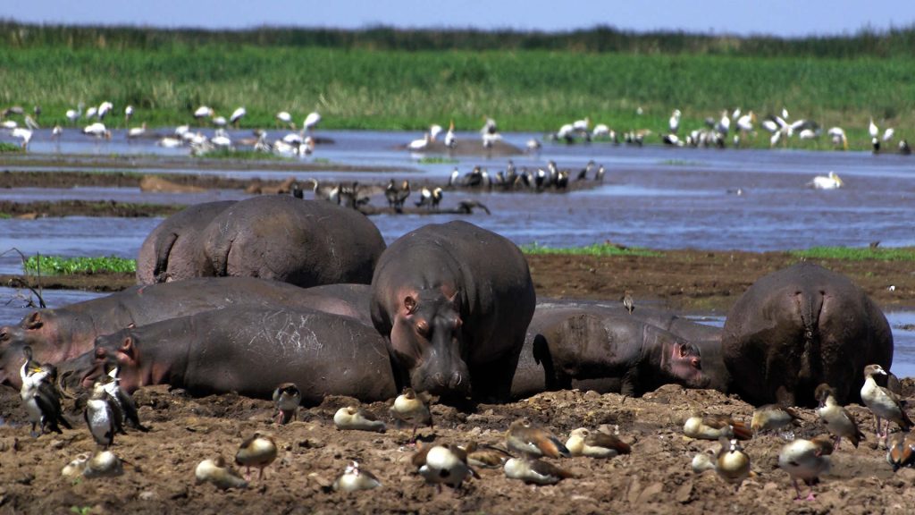 A school of hippos at lake Manyara National Park Tanzania Africa