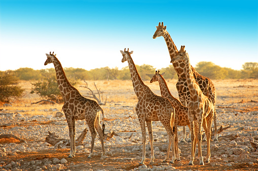 A tower of giraffes at Etosha National Park Namibia.