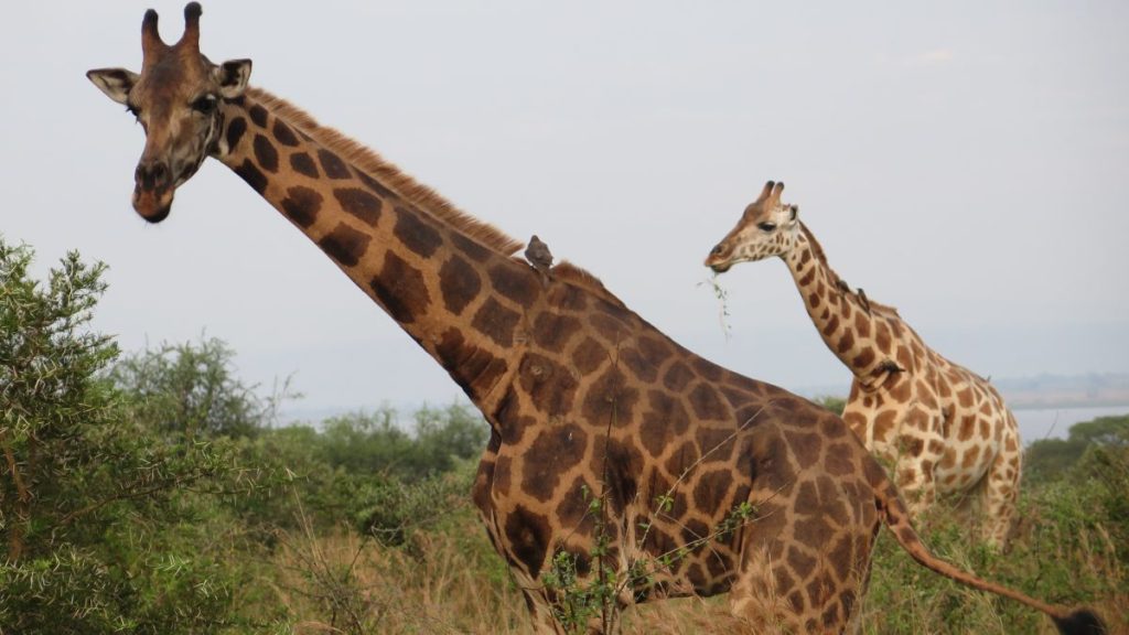  A tower of giraffes at Murchison falls National Park Uganda