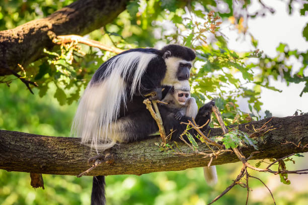 BLack and white Colobus monkey with her baby up in a tree along on your way to kibale national park