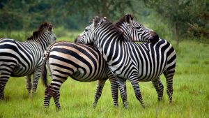 Brachel zebras at Lake Mburo National Park Uganda