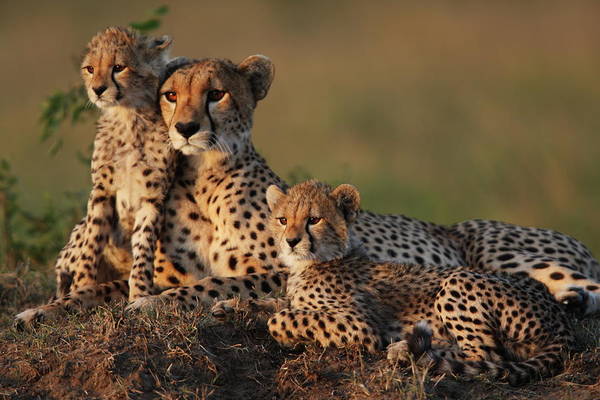 Cheetah mother and her cubs in Masai mara game reserve Kenya