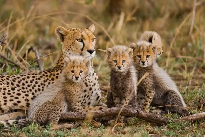 Mother cheetah and her cabs at Serengeti National Park Tanzania