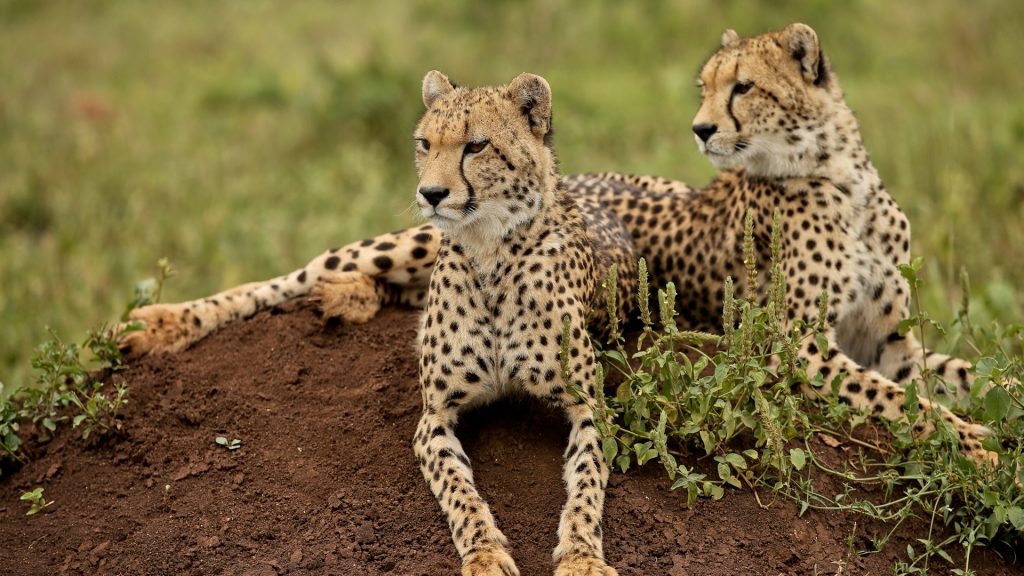 Cheetahs-in-Kafue-National-Park Zambia