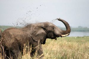 Elephant at ishasha savannah plains showering mad at Edward's flat section of ishasha Uganda