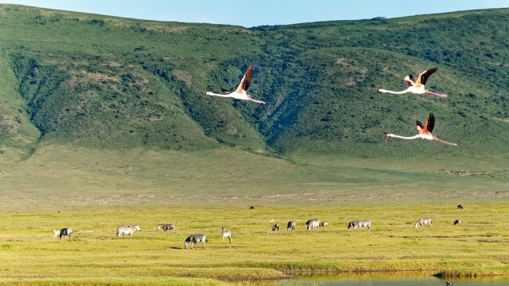 Flamingos flying above a dazzle of zebras grazing on the floor of Ngorongoro crater Tanzania