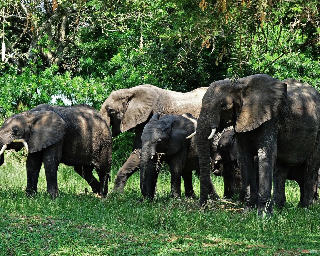 Forest elephants at bwindi Impenetrable National Park Uganda