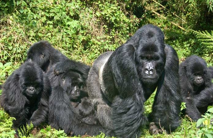 Gorillas in Bwindi Impenetrable Forest National Park Uganda