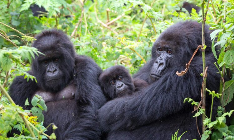 Gorillas in Bwindi Impenetrable national park Uganda