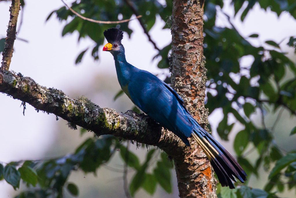 Great-Blue-Turaco-on-a-tree-by-the-Kagadi-road-side-Uganda