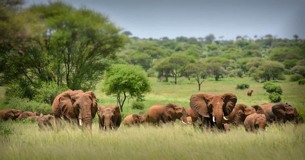 Herd of elephants Serengeti national park Tanzania