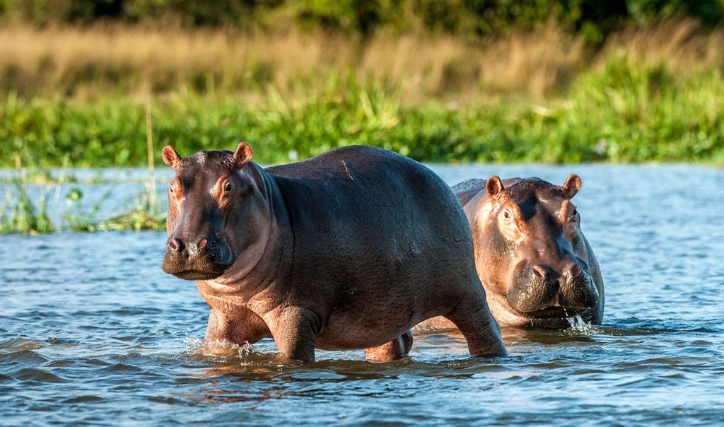 Hippos seen during a sunset boat cruise along zambezi river Zambia