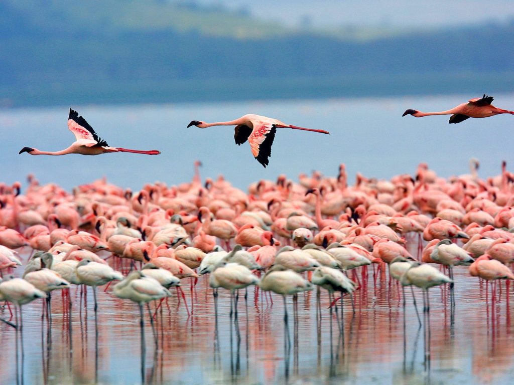 Hundreds of Flamingos at Lake-Nakuru-National-Park Kenya Africa