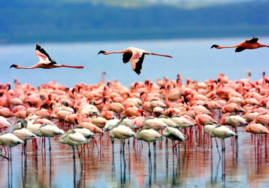 Hundreds of flamingos at Lake Manyara National Park Tanzania.