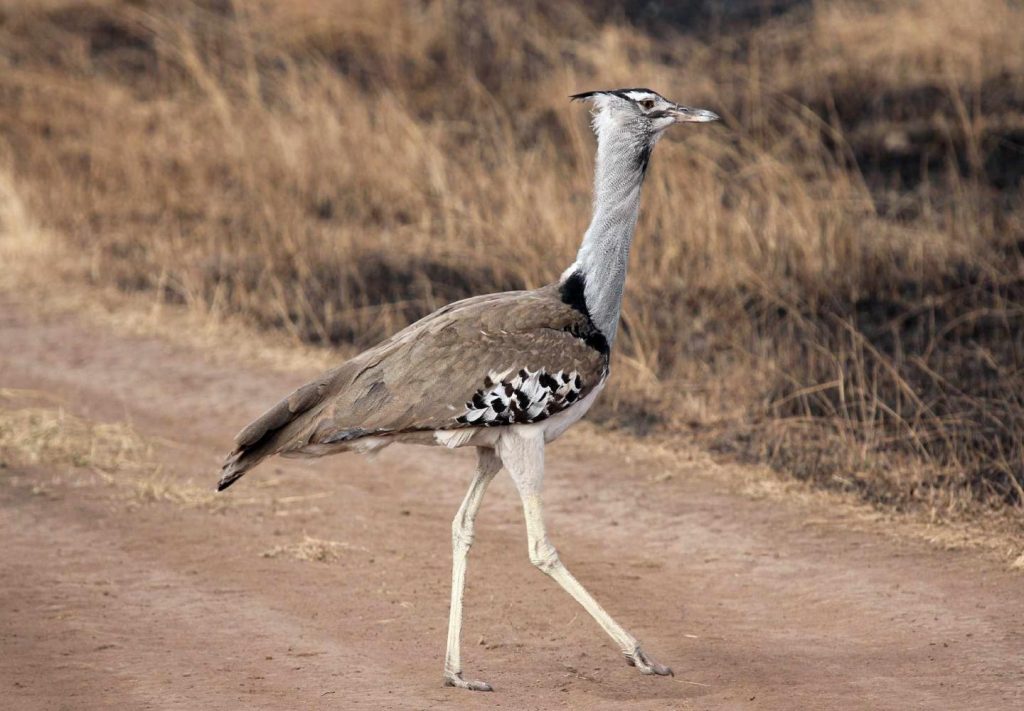 Kori-Bustard-bird-crossing a game track Kasenyi mating grounds Queen Elizabeth national park Uganda.