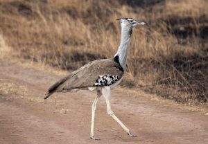 Kori Bustard bird crossing a game track at Kasenyi mating grounds Queen Elizabeth national park Uganda