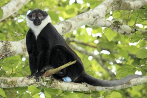 L'Hoest monkey up in a tree at bigodi swamp Uganda