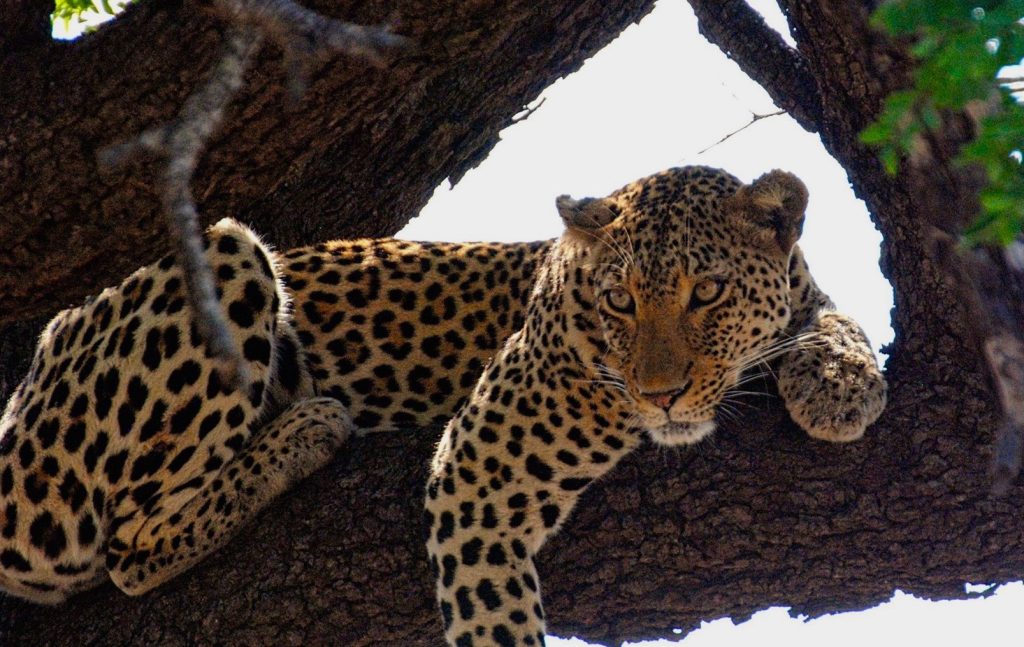 Leopard up in a tree Kruger national park