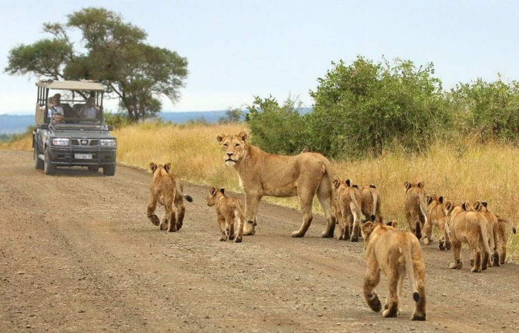 Lioness and her cubs Kruger national park South Africa.