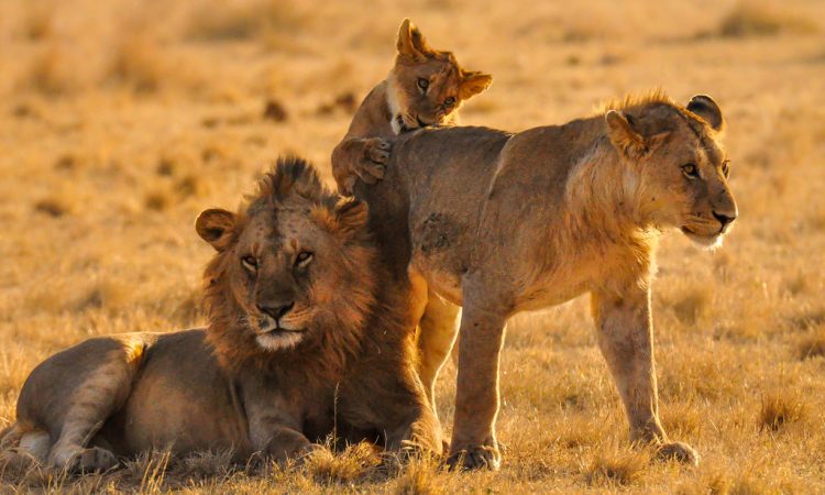 Lions in Serengeti national park Tanzania