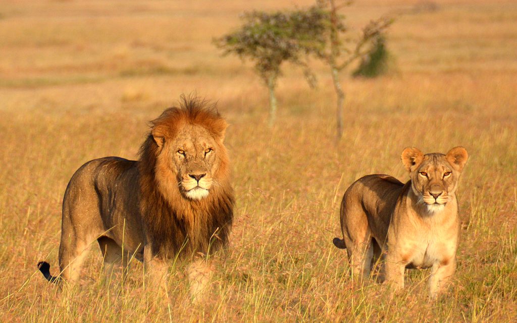 Male lion and a lioness at the savannah floor of Ngorongoro crater Tanzania