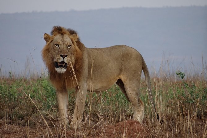 Male lion at-Murchison-falls-National-park Uganda