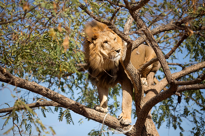 Male lion up in the tree in Lake Nakuru National Park Kenya