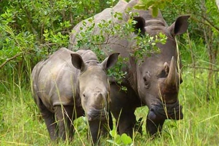 Mother-Rhino-and-her-calf-at-Ziwa-rhino-sanctuary-Uganda.