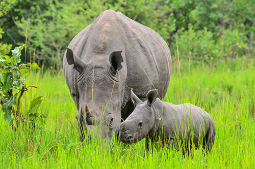 Mother and calf white rhinos at Ziwa Rhino Sanctuary Uganda Africa