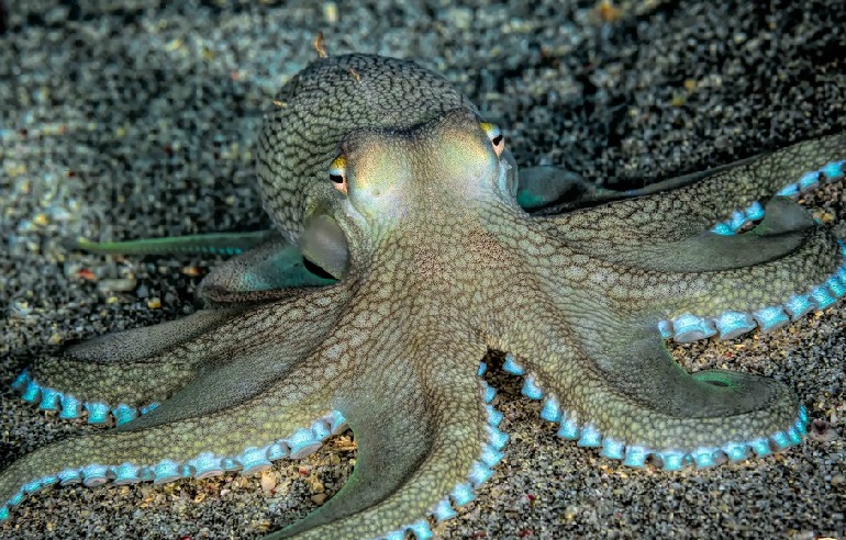 Octopuses two Ocean Aquarium Cape town south Africa