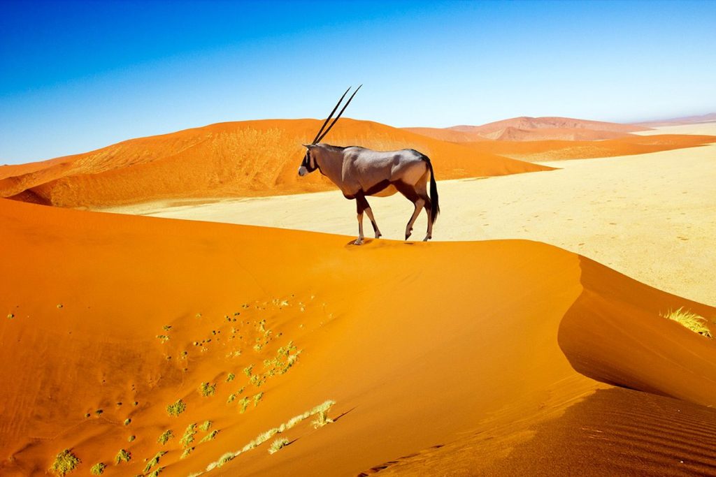 Oryx antelope on top of the sand dunes of Sossusvlei Namibia