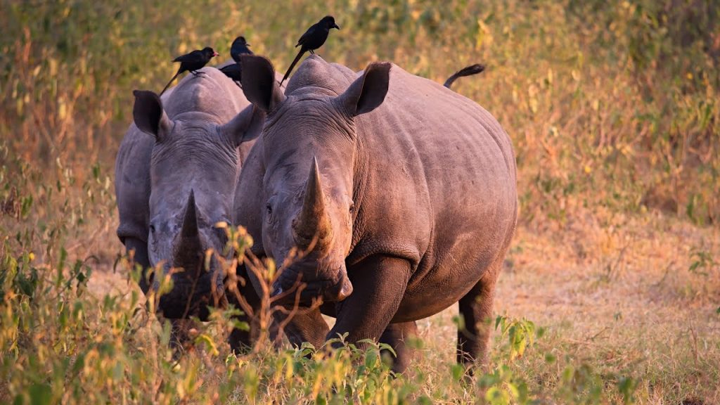 Pia-piac-bird-on-top-of-the-two-southern-white-rhinos-at-Ziwa-Rhino-Sanctuary-Uganda.