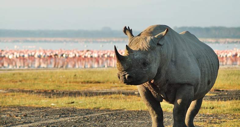Rhino in Lake Nakuru National Park Kenya.