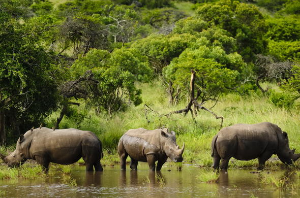 Rhinoceros Kruger national park South Africa