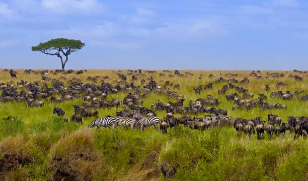Zebras and wildebeests during migration Tanzania