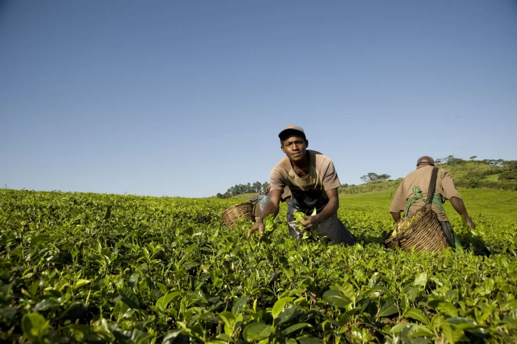 Tea company employees picking tealeaves at fort portal Uganda Africa.