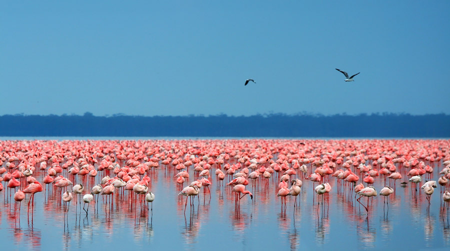 Thousands of pink lesser Flamingoes at Lake Nakuru National Park Kenya Africa.