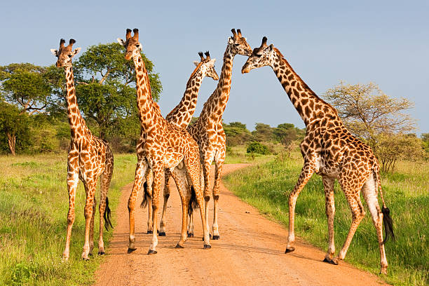 Towers of giraffe Serengeti national park Tanzania