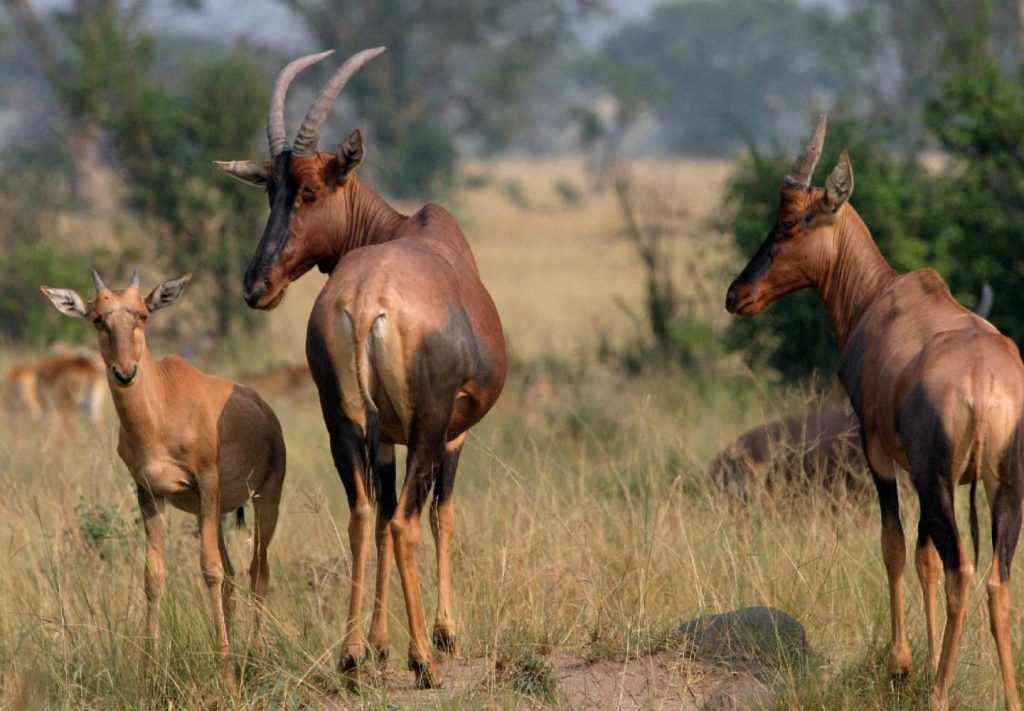 Topi antelope Queen Elizabeth national park ishasha Uganda