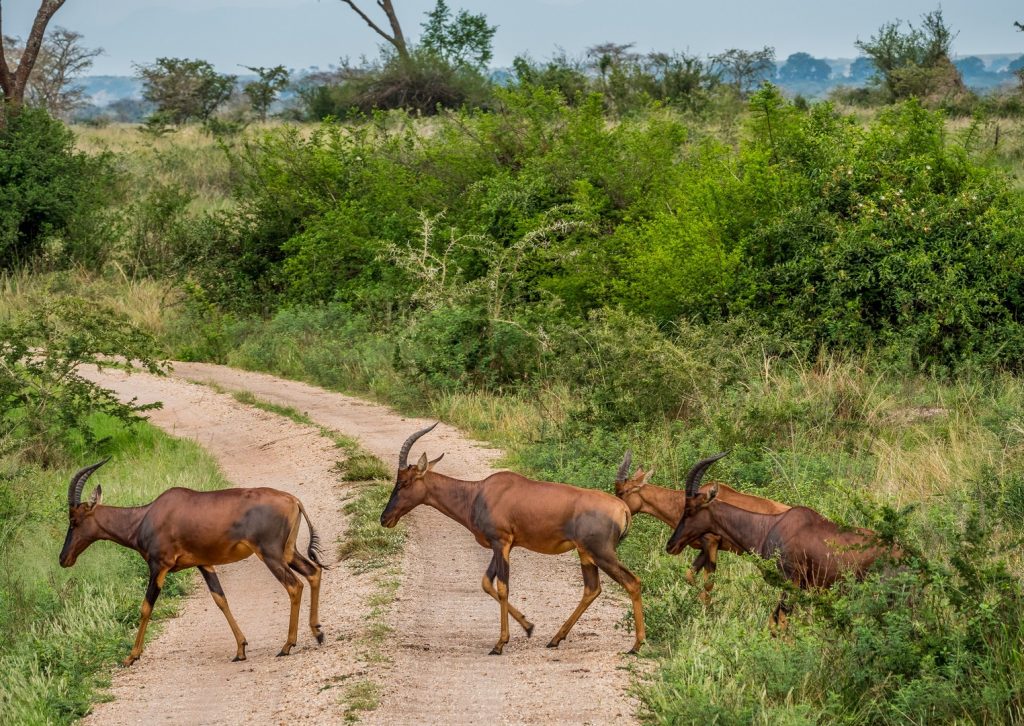 Topis crossing a game track in Queen Elizabeth National Park Ishasha section Uganda.