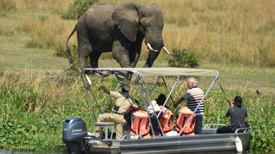 Tourist-on-board-a-delta-boat-watching-an-elephant-graze-at-the-banks-of-victoria-Nile-Murchison-falls-national-park-Uganda. 