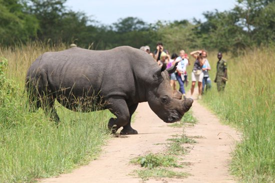 Tourists during rhino tracking at Ziwa rhino Sanctuary Uganda