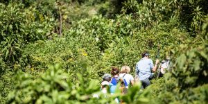 Tourists hiking through Bwindi impenetrable forest Uganda