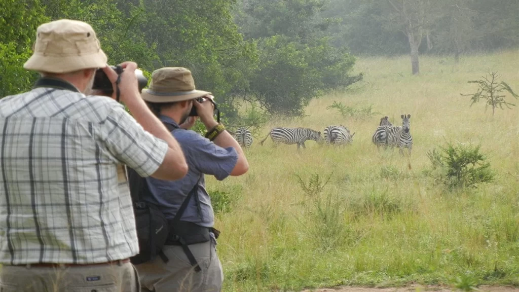 Tourists taking photos of a dazzle of zebras during a nature walk at Lake Mburo National park